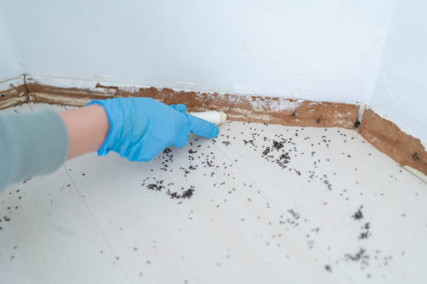 Best Affordable Pest Control Services  in Lake Shore, UT